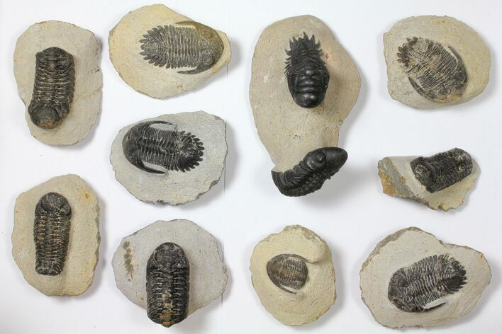 Lot: Assorted Devonian Trilobites - Pieces #119902